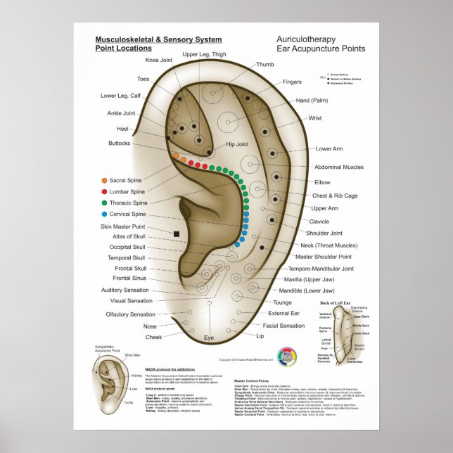 Auriculotherapy Ear Acupuncture Poster (Vorne)