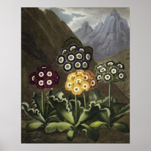 Aurikeln von Dr. John Robert Thorntons Poster