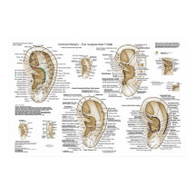 Aurikulotherapie des Europäischen Systems Ohrakupu
