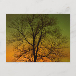 Aurora Borealis & Cottonwood Tree Postkarte