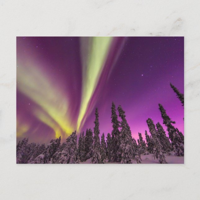 Aurora Borealis Northern Lights Fairbanks Alaska Postkarte (Vorderseite)