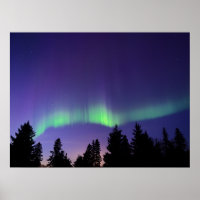 Aurora Borealis & Trees | Manitoba, Canada