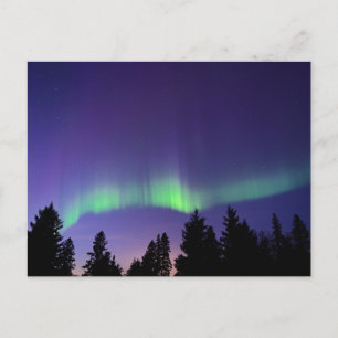 Aurora Borealis & Trees Manitoba, Kanada Postkarte