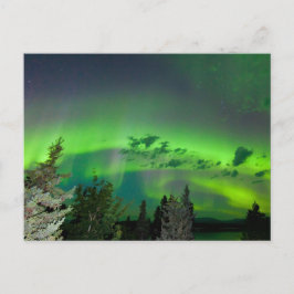 Aurora borealis über borealen Wäldern Postkarte