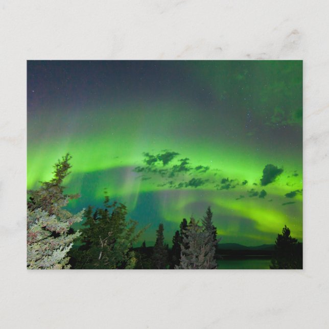 Aurora borealis über borealen Wäldern Postkarte (Vorderseite)