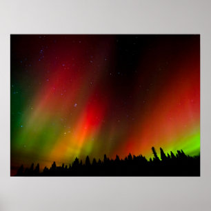 Aurora Borealis und Bäume Poster