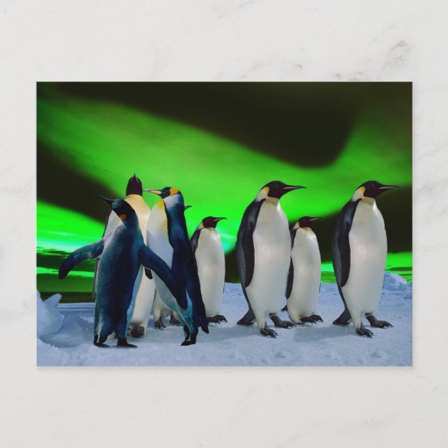 Aurora borealis und Pinguine Postkarte (Vorderseite)