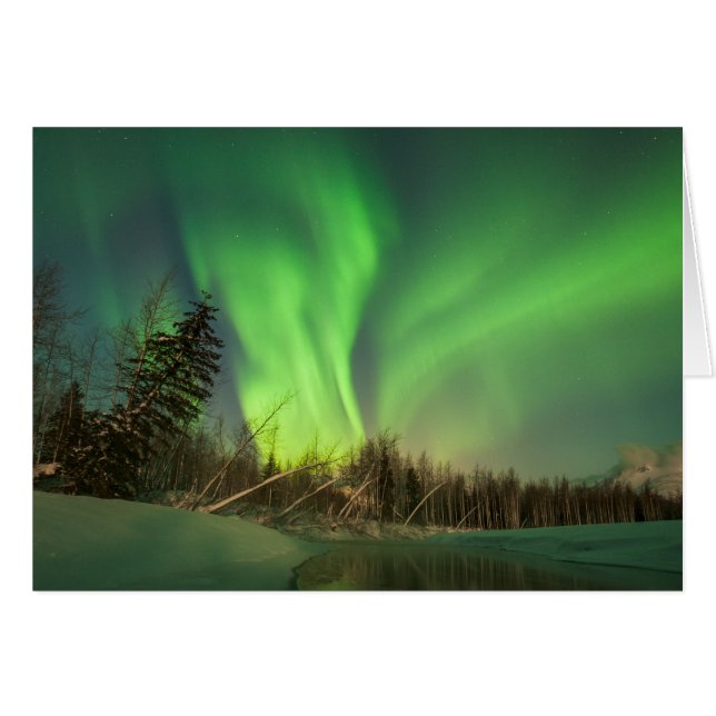 Aurora d'épinette penchée (Devant Horizontal)