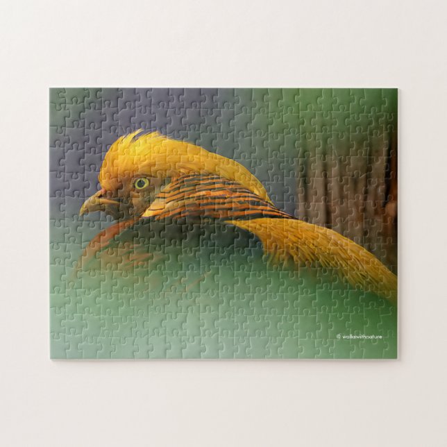 Aus dem Grünen heraus: Goldener Fasan (Horizontal)