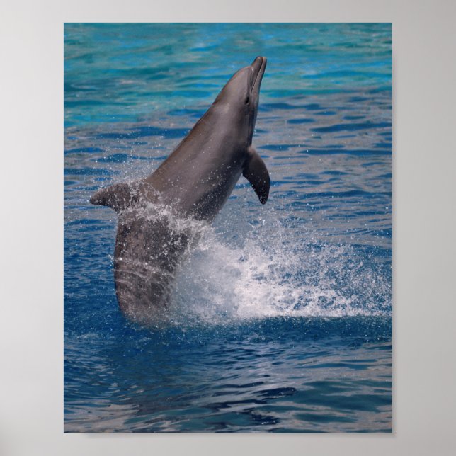 Aus dem Wasser stehende Dolphin Poster (Vorne)