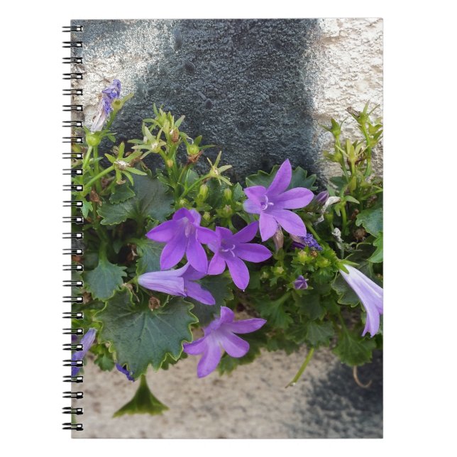 aus der Blume Notizblock (Vorderseite)