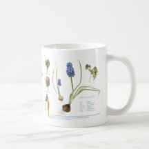 Aus unserem Staudengarten.