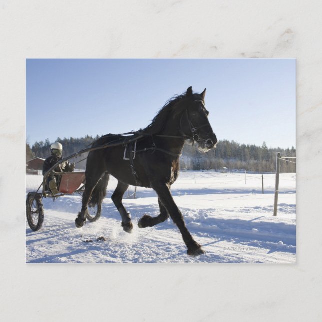 Ausbildung von Pferden in einer winterlichen Lands Postkarte (Vorderseite)