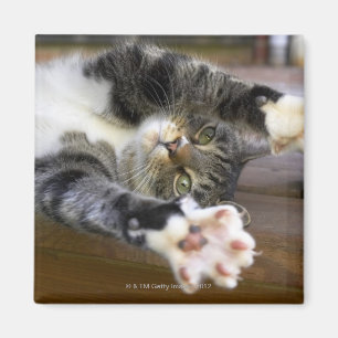Ausdehnende Katze, zuhause Magnet