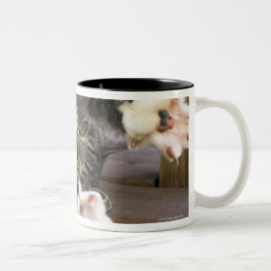 Ausdehnende Katze, zuhause Zweifarbige Tasse