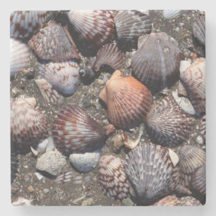 Ausgebogte bunte Seashells auf einem schwarzen Steinuntersetzer