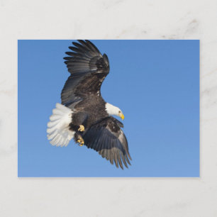 Ausgewachsener Weißkopfseeadler im Flug mit ausgeb Postkarte