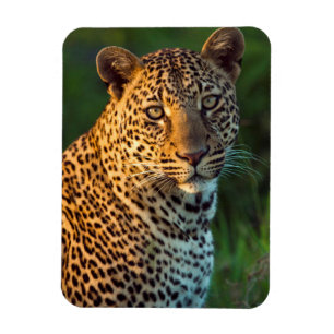 Ausgewachsenes männliches Leopard (Panthera Pardus Magnet