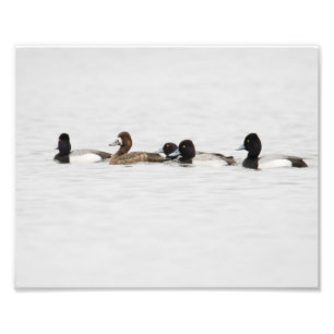 Ausgezählte Kleinschreibung für weibliche Duckdruc Fotodruck