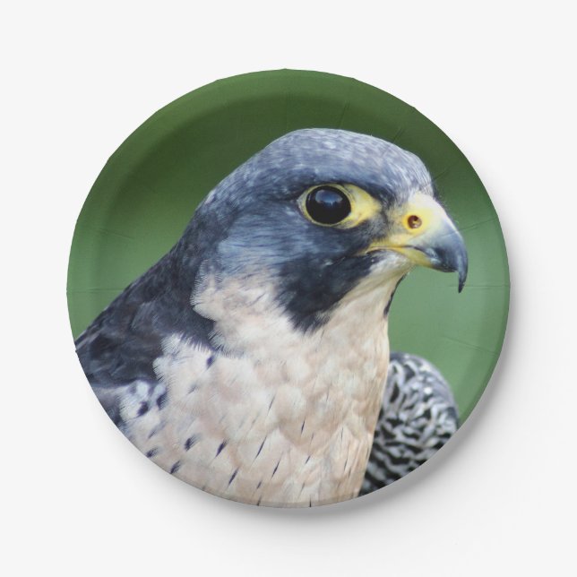 Ausländischer Falke-Gesichts-Foto Pappteller (Vorderseite)