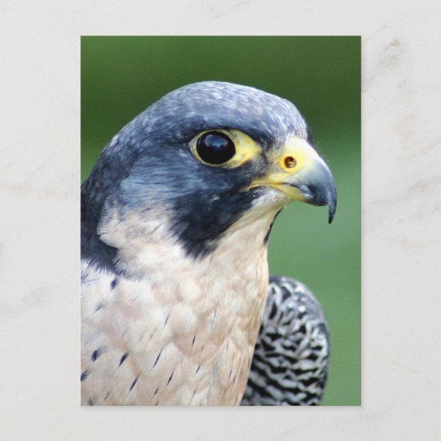 Ausländischer Falke-Gesichts-Foto Postkarte (Vorderseite)