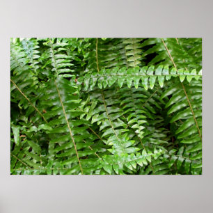 Außengrenzen I Grüne Natur Poster