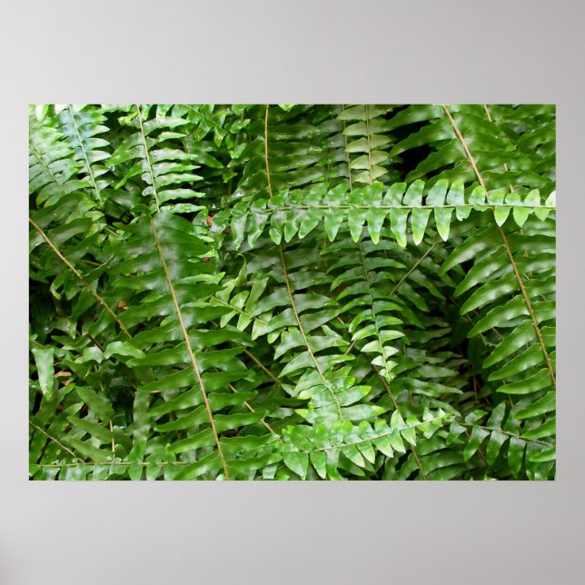 Außengrenzen I Grüne Natur Poster (Vorne)