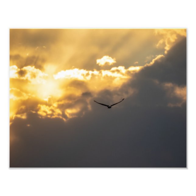 Außerhalb des Sonnenblumenadlers Fotodruck (Vorne)