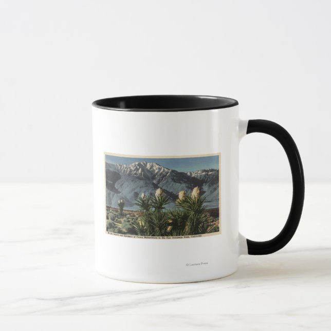 Aussicht auf den San Jacinto, Yucca Mohavensis Tasse (Rechts)