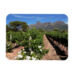 Aussicht auf die Weinberge. Stellenbosch Magnet