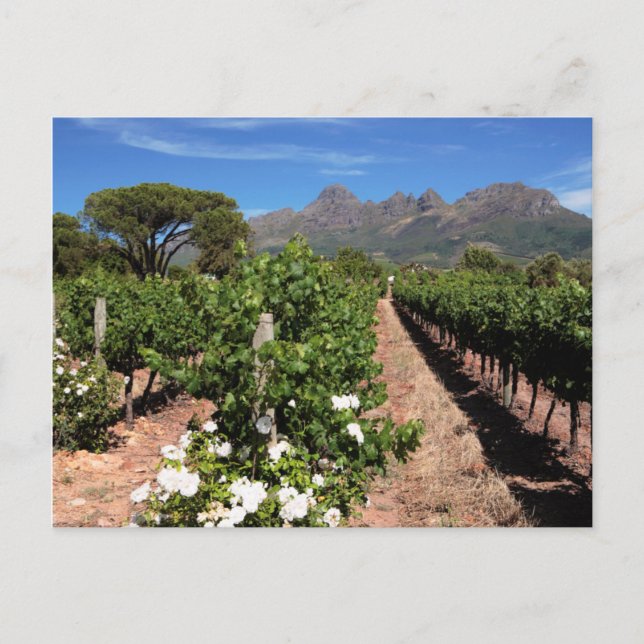 Aussicht auf die Weinberge. Stellenbosch Postkarte (Vorderseite)