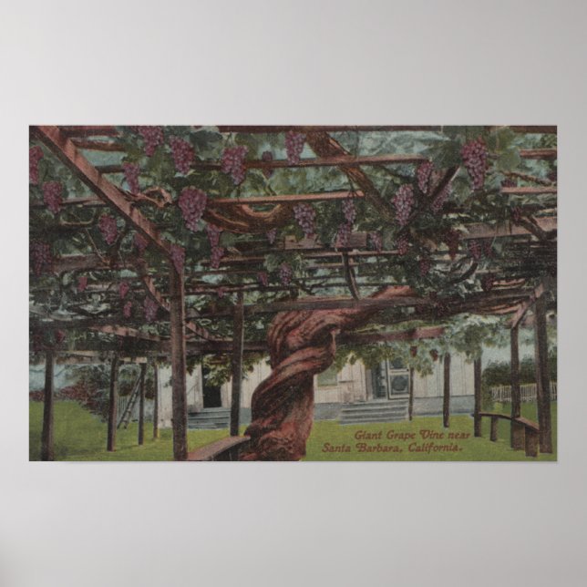 Aussicht auf einen Riesentraubstock Poster (Vorne)