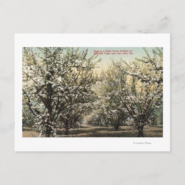 Aussicht auf einen Runengarten mit 300.000 Bäumen Postkarte (Vorderseite)