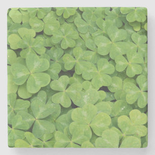 Aussicht auf Oxalis Oregana Wald Sorrel Foliage Steinuntersetzer