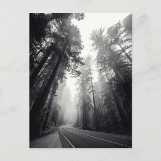 Aussicht auf Sequoia-Bäume im Wald Postkarte (Vorderseite)