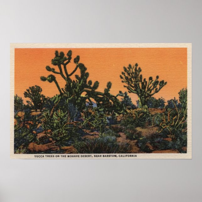Aussicht auf Yucca-Bäume in der Mohave-Wüste Poster (Vorne)