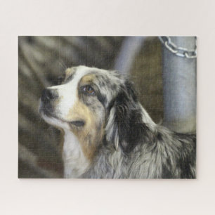 Aussie