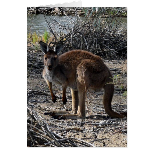 Aussie Bush Kangaroo, (Vorne)
