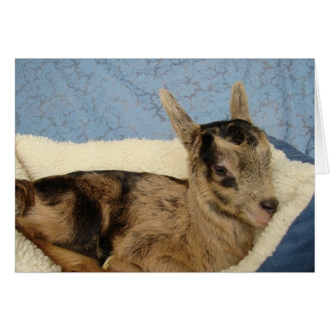 Aussie gâtée (Devant horizontal)