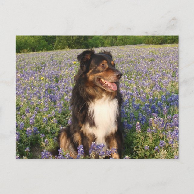 Aussie in den Bluebonnets Postkarte (Vorderseite)