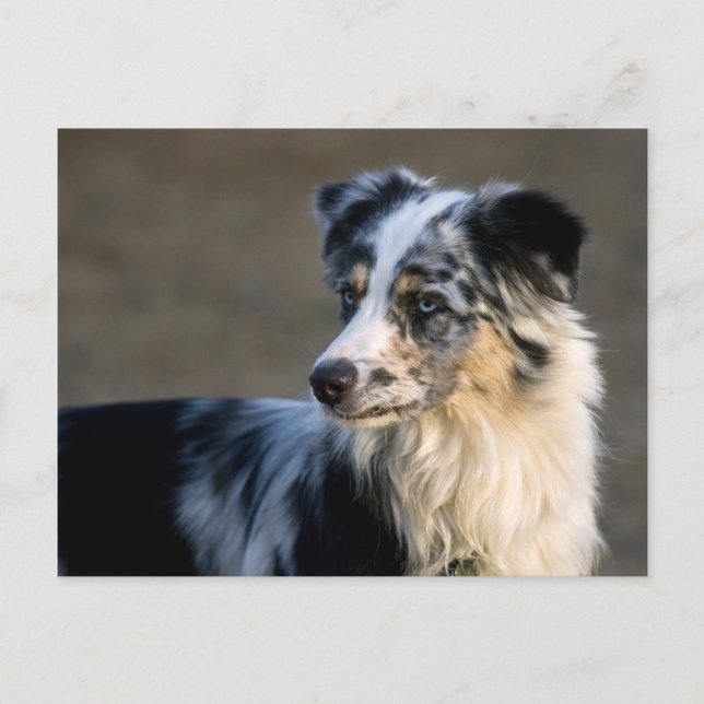 Aussie Looking Links Postkarte (Vorderseite)