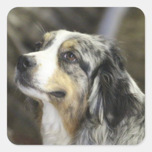 Aussie Quadratischer Aufkleber