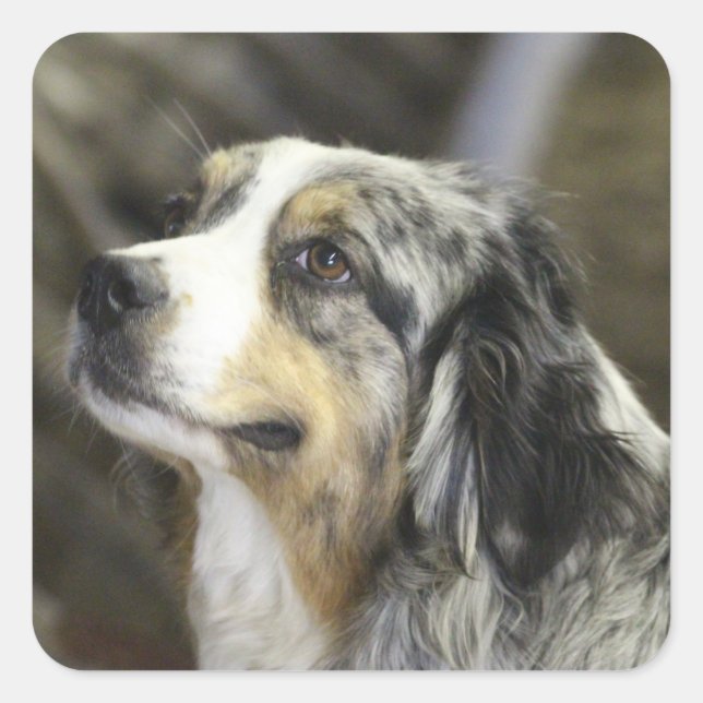 Aussie Quadratischer Aufkleber (Vorderseite)
