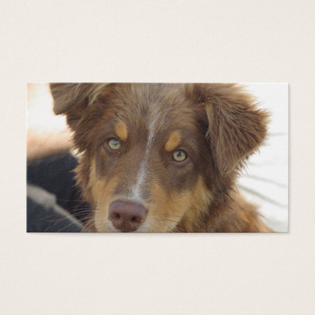 aussie red tri pup (Vorderseite)