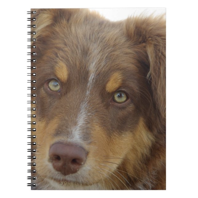 aussie red tri pup notizblock (Vorderseite)