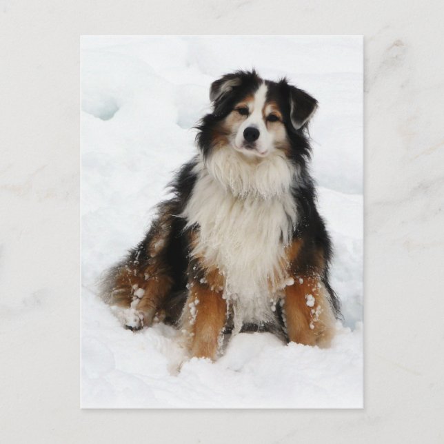 Aussie Shepherd Dog Postkarte (Vorderseite)