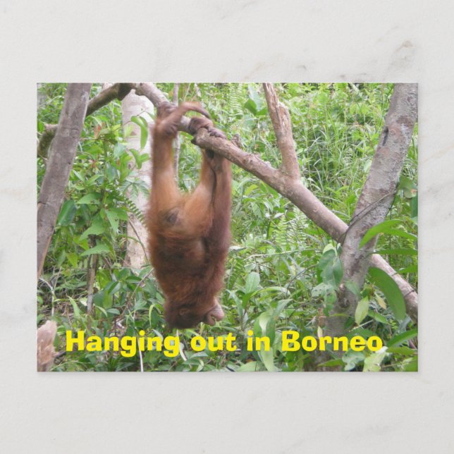 Ausspannen in Borneo Funny Animals Postkarte (Vorderseite)