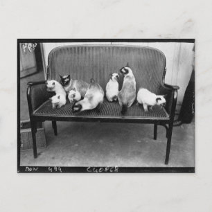 Ausstellung Cat Club - Mondial 494 Postkarte