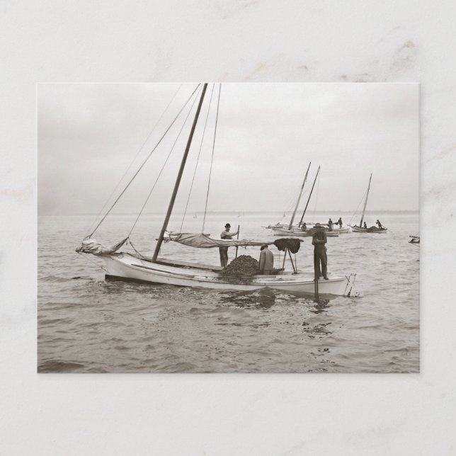 Auster Boats, 1903 Postkarte (Vorderseite)
