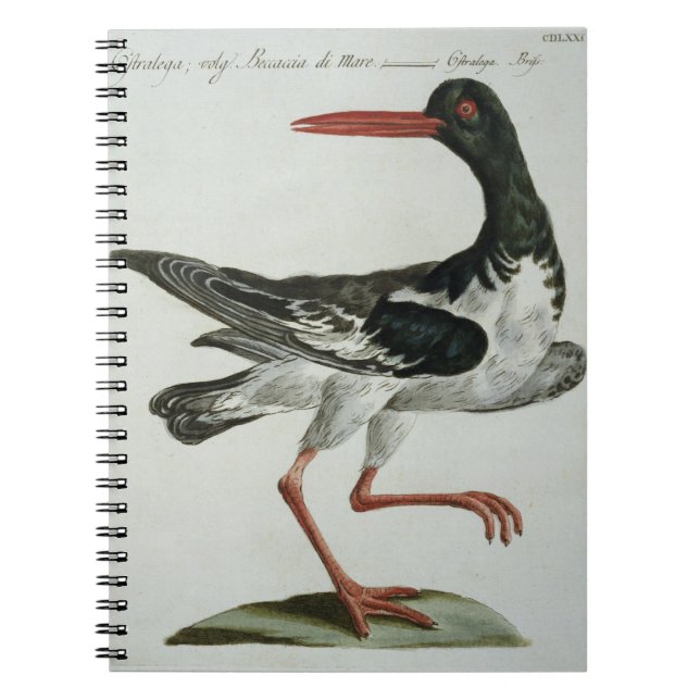 Austern-Fänger, c.1767-76 (Hand farbiger Stich Notizblock (Vorderseite)